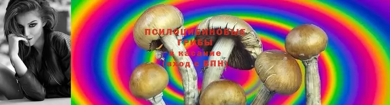 купить наркоту  Палласовка  Псилоцибиновые грибы Cubensis 